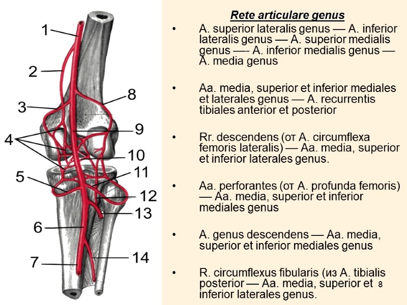 8 Rete articulare genus  А. superior lateralis genus –– А. inferior lateralis genus